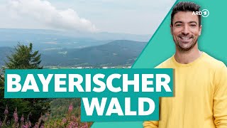 Bayerischer Wald - Deutschlands wilder Wald | Wunderschön | ARD Reisen