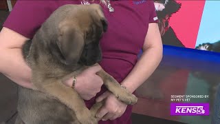 My Pet's Vet: Special Adoption Event | GREAT DAY SA