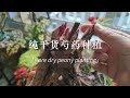 芍药种不开花 老手分享纯干货种植经验 第二年准开花 芍药种不开花 老手分享纯干货种植经验 第二年准开花