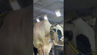 M&amp;R giant bull #mashallah #qurbani2026 #subhanallah #shouqeen #shouqtohoga #bakraeid2026 #season2026