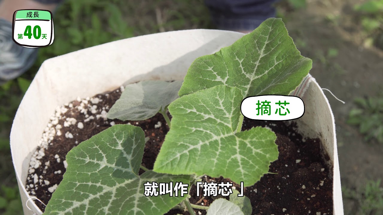臺灣機能作物 南瓜栽種影片