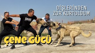 ÇENESİNDEN ZOR KURTULDUM ( MONSTER BITE ) MALAKLININ ISIRMA GÜCÜ