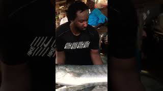 Insane Big Barracuda Fish 🐠
