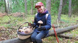 We collect autumn mushrooms in the forest: Macrolepiota Procera, Lepista Nuda, Clitocybe Nebularis