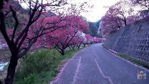 تلاوة راااائعة مع طبيعة ساحرة من سورة فاطر للشيخ #محمد_صديق_المنشاوي_بجودة_عالية_4k