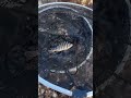 釣太郎みなべ店のミニ水族館が大好評を得ています。欲しかったタカノハダイが手に入りました。姿が見えているので釣ろうと何度も試みましたが、いつもスルーされていたのですが、潮だまりでゲット。21日火曜日