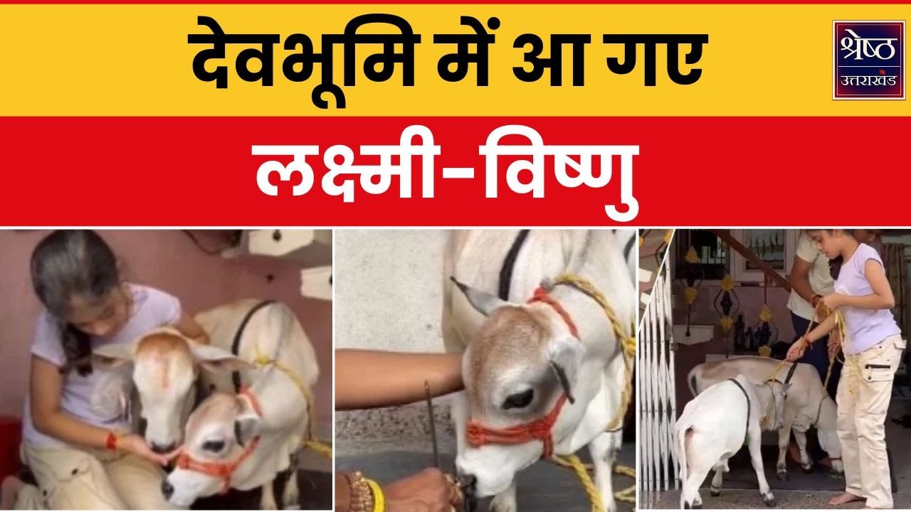 Mini Cow In Haldwani: हल्द्वानी पहुंचीं सोने का दूध देने वाली दुनिया की सबसे छोटी गाय | Top News