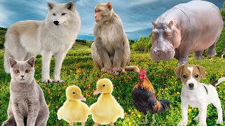 Animal sounds - Cat,Dog, Monkey, Duck, Horse,Hippo and Other animals Sounds