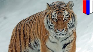 Wounded Siberian tiger seeks out humans to ask for help - TomoNews