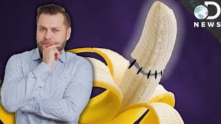 Can We Transplant Penises? Can We Transplant Penises?