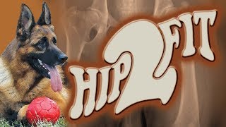 Hip2Fit: Understanding abnormal hip socket formation in German Shepherds