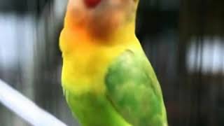 Download Lagu Audio Masteran Lovebird Kusumo Sang Legenda Tawa Part 1 MP3