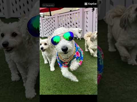 СМОТРЕТЬ ДО КОНЦА, СОБАКА В ОЧКАХ🤣 СМЕШНОЕ ВИДЕО #смешноевидео #весёлоевидео #funnyvideo #dog #пес