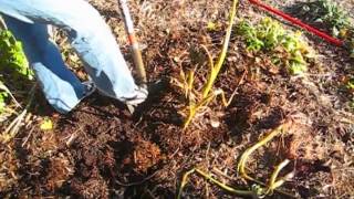 Elephant Ears - Wisconsin Garden Video Blog 64a