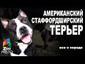 Американский Стаффордширский Терьер  - Все о породе собаки | Собака породы - Стаффордширский Терьер