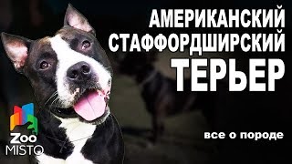 Американский Стаффордширский Терьер  - Все о породе собаки | Собака породы - Стаффордширский Терьер