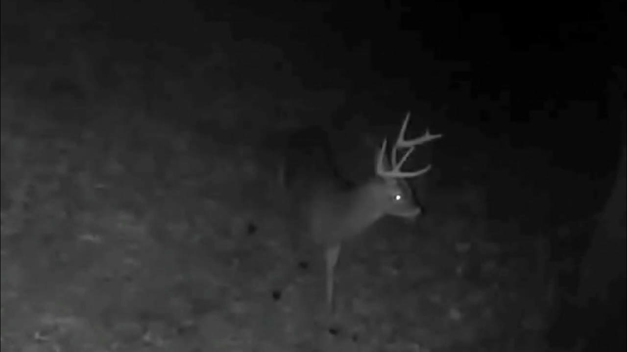 12 07 23 Many deer visit the farm overnight Long Video YouTube