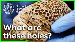 How Are Surinam Toads Born? Surprising Science