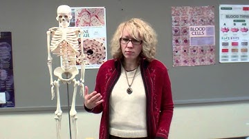 Functions & Chicken Bone Experiment