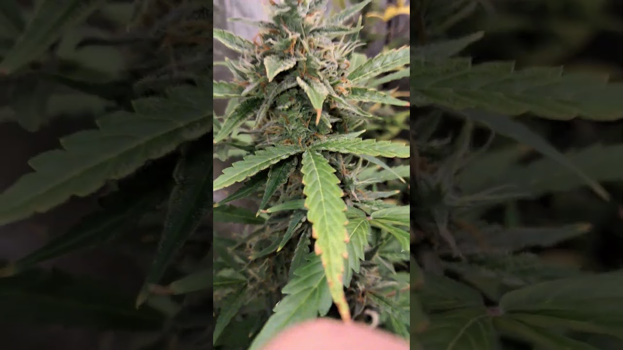 grape ape and northern lights grow update flowering 💐