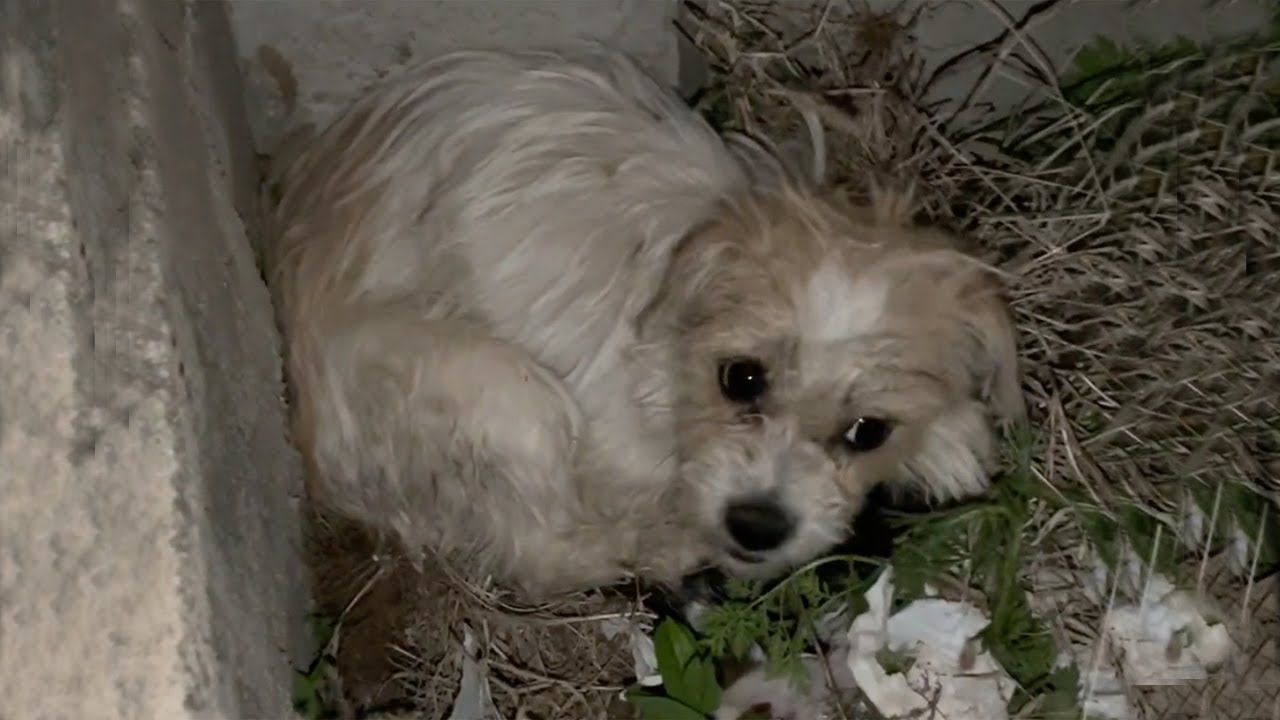 Shivering on the grass, she hugged her children to try to keep them warm in the cold winter night