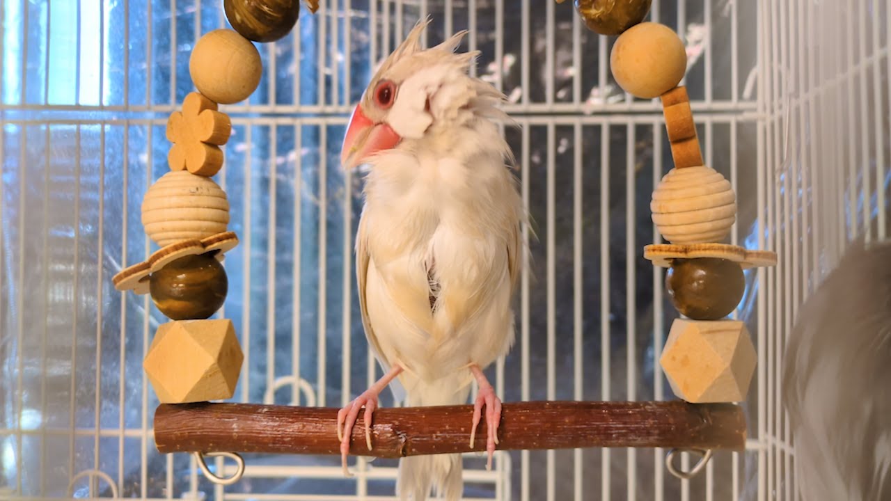 冬の寒い日に文鳥が水浴びしようとしたらこうなります...