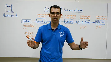 O que acontece com o fluxo de energia nas cadeias alimentares?