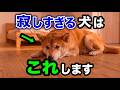 犬が泣くほど寂しいときに見せる仕草を獣医師が解説します