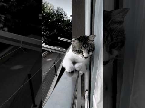 ASMR & Lofi with a Funny Little Cat Enjoying a Risky Spot 🐾❤️