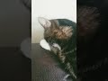 Telling my cat something and running #trend #cat #viral #viralvideo #viralvideos #roblox #edit #fun