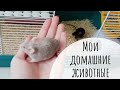 Мои домашние животные 🖤|Декоративные мыши