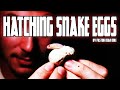 Dean odle eu  sermon  hatching snake eggs