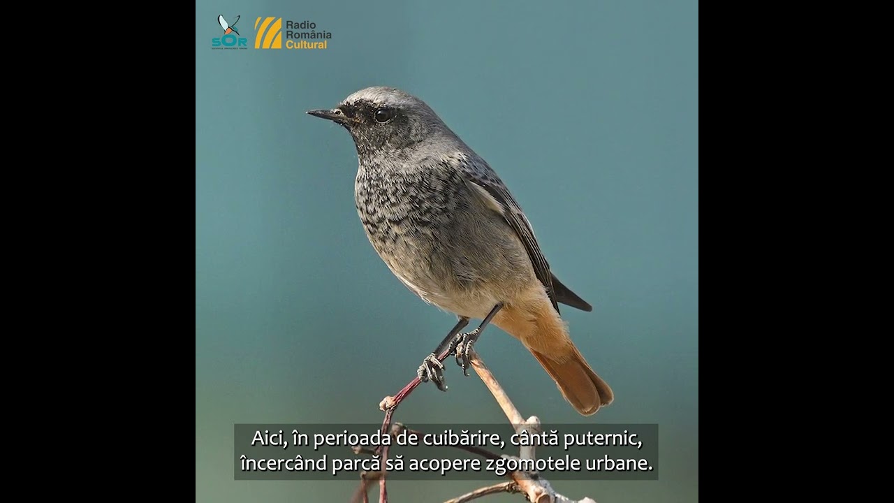 Codroș de munte / Minutul de natură / Orașul vorbește la RRC