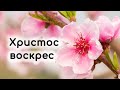 С праздником Пасхи! Христос воскрес! | Скарбничка побажань