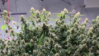 Week 8 Update Living Soil 3rd Cycle