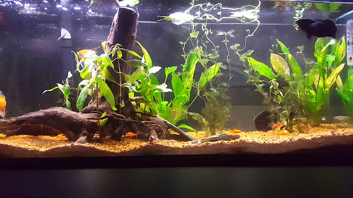 Oscar and Bichir Feeding