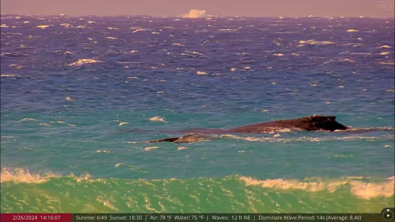 Feb 26, 2024: Extreme Close-ups of Humpbacks caught on camera! Maui Sands, Hawaii