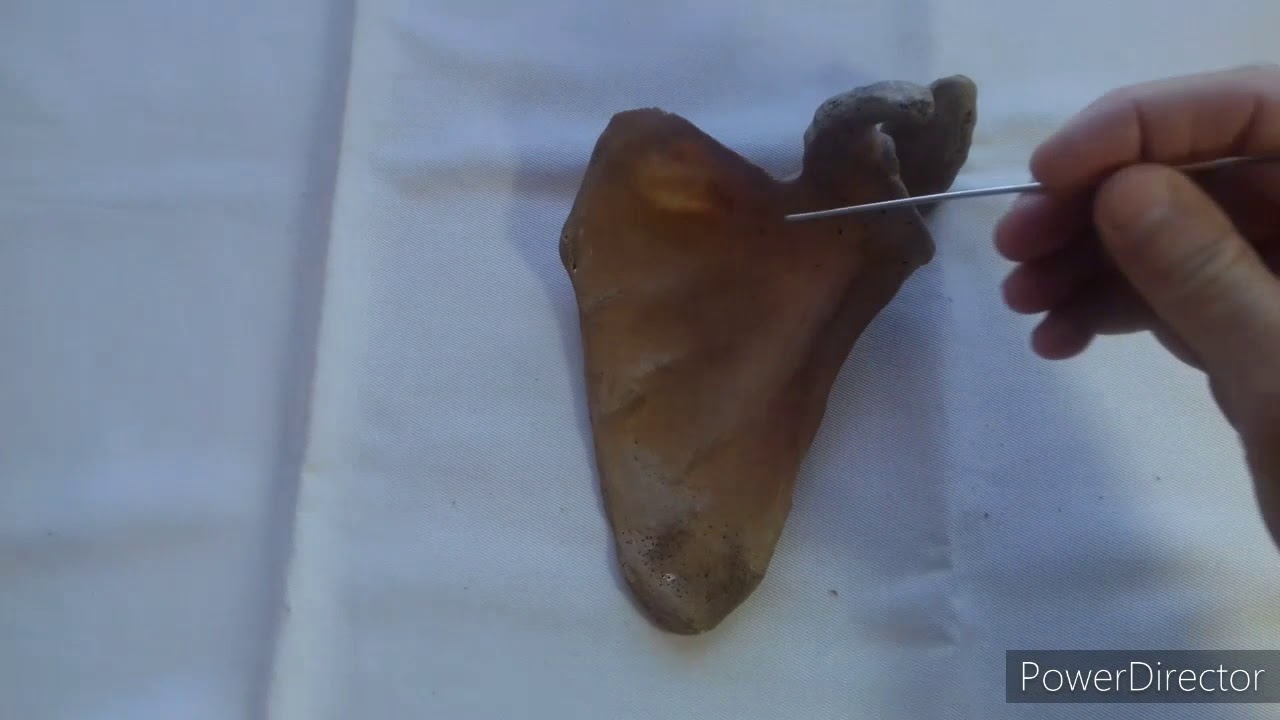 TP N°2: Osteología del miembro superior. Dr. Luciano Esborrat.