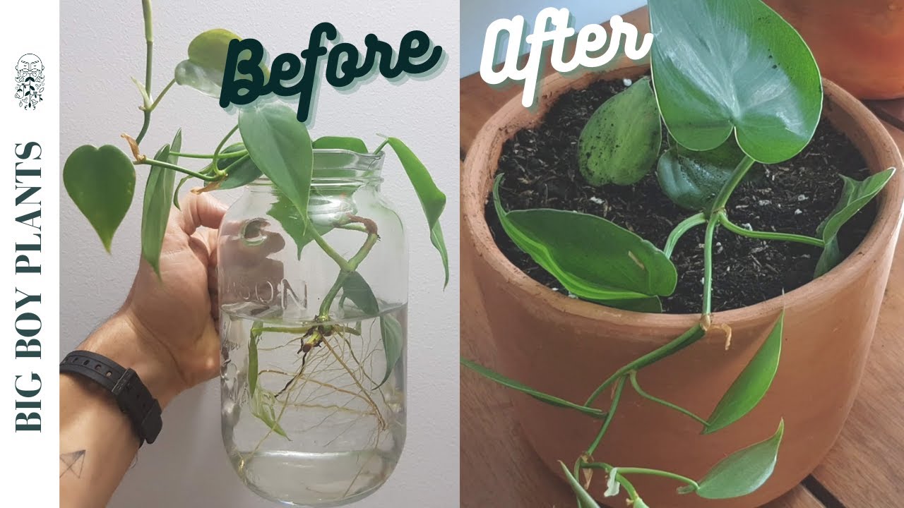 How to Propagate Philodendron in Soil?  