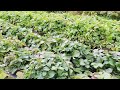 Осенние итоги выращивания клубники на спанбонде и подготовка ее к зимовке
