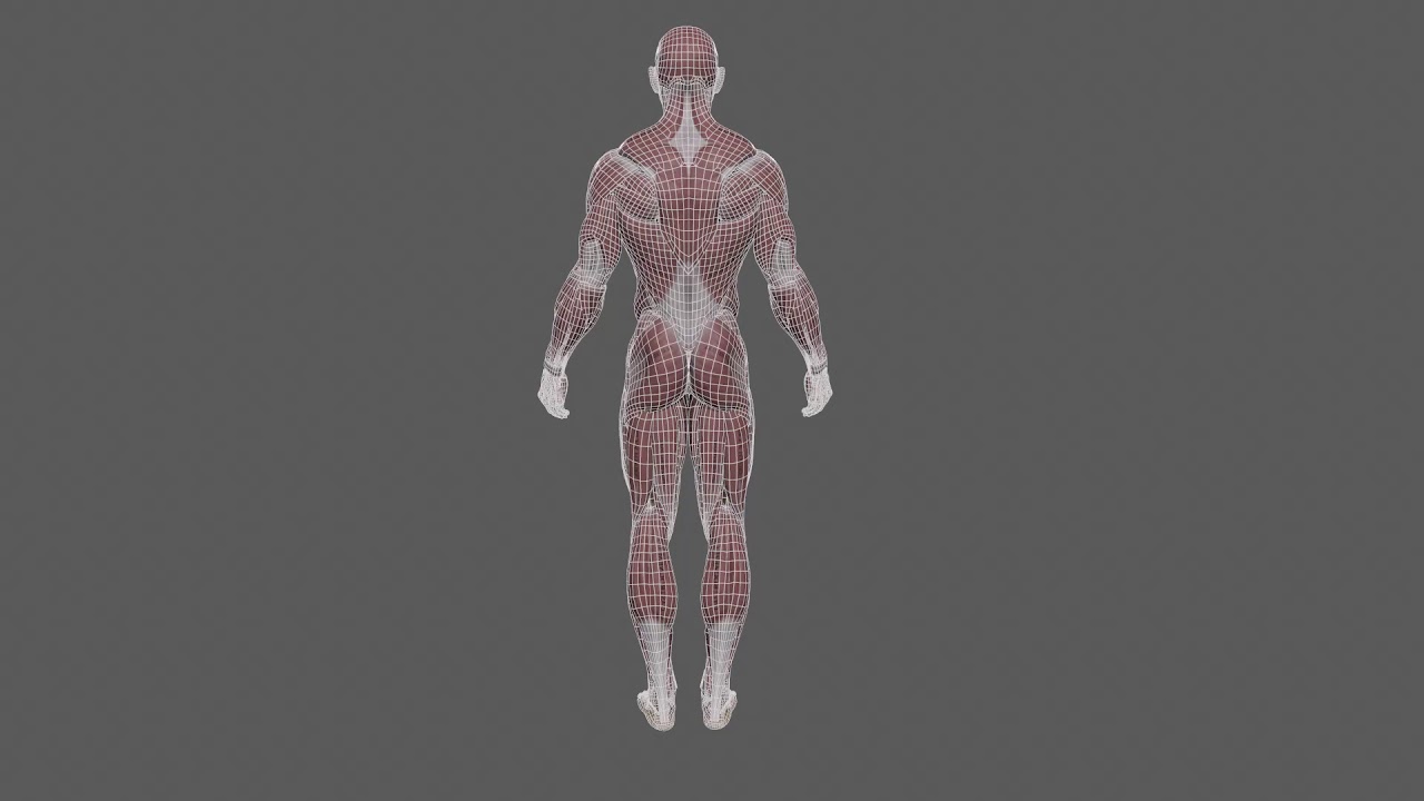 Human Anatomy Turntable Wireframe YouTube