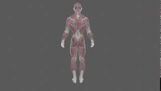 Celebrity Human Anatomy Turntable Wireframe Wealth