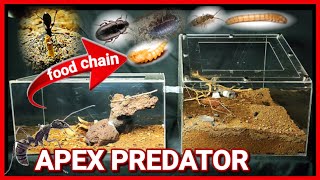 SELF FEEDING ANT FARM | D colony