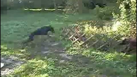 Rellaps Niconess a Tao Tarras z Helfštýna