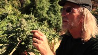 8 Foot Tall Big Outdoor Cannabis Plants - Purple Urkle Goo