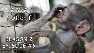 Orphan Baby Monkeys Meet Their New Monkey Family Through The Fence  Vervet Forest  S2 Ep. 6