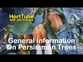 How to grow Fuyu Persimmons - Also Details on Native Persimmons