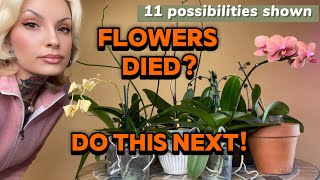 What To Do After Flowers Faded On Your Phalenopsis Orchid - 11 Possibilities Shown