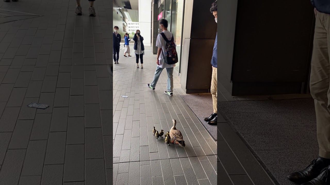 【二子玉川ライズめだかの池 カルガモ観察日記】07：急な旅立ち… 「ライズに生まれてくれてありがとう」①