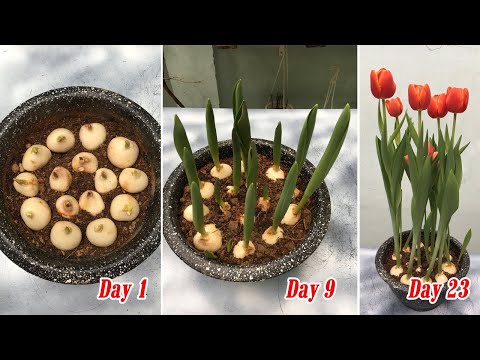 Video: Cách trồng hoa tulip tại nhà?